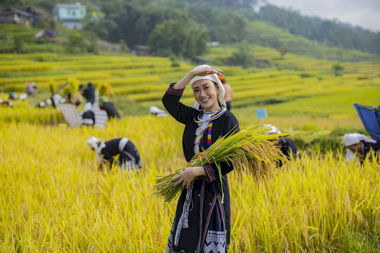 NA HANG – HỒNG THÁI MÙA LÚA CHÍN