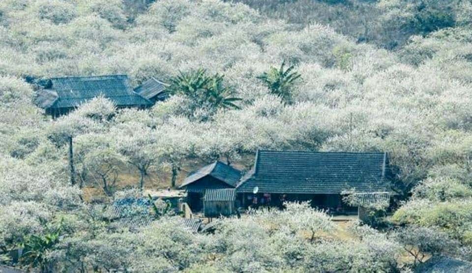MAI CHÂU - MỘC CHÂU : MÙA HOA MƠ HOA MẬN 2 NGÀY 1 ĐÊM
