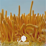 ĐÔNG TRÙNG HẠ THẢO VIETCORDY QUẢ THỂ TƯƠI 150GR