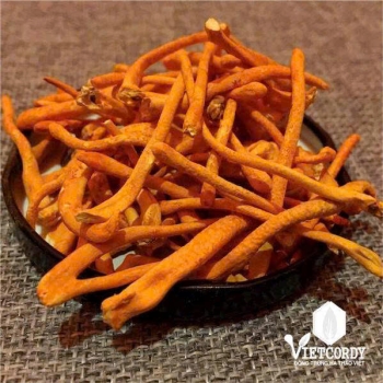 ĐTHT VIP VIETCORDY SẤY THĂNG HOA - SET 30 GR