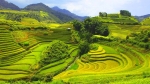 PÙ LUÔNG MÙA LÚA CHÍN